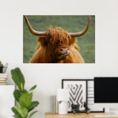 Poster Vache de boeuf Highland lécher son nez (Bureau à domicile)