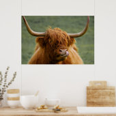 Poster Vache de boeuf Highland lécher son nez (Cuisine)