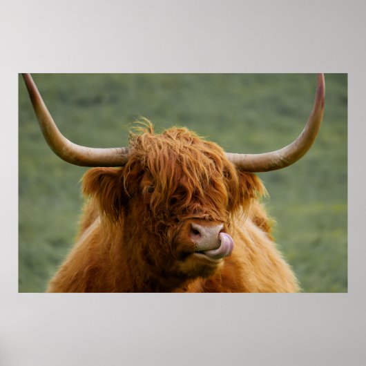 Poster Vache de boeuf Highland lécher son nez (Devant)