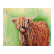 Vache de Highland