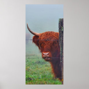 Poster Vache de Highland mordant une clôture de fil