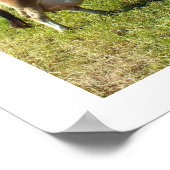 Poster Vache de Jersey dans les îles de Jersey Channel (Coin)