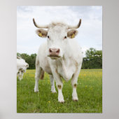 Poster Vache debout dans un champ herbeux (Devant)
