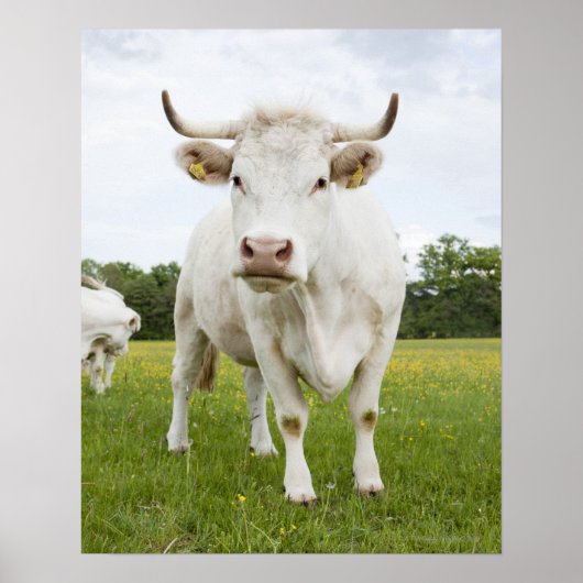 Poster Vache debout dans un champ herbeux (Devant)