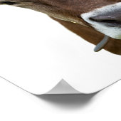 Poster Vache d'élevage bétail bovin photo (Coin)