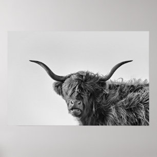 Poster Vache des hautes terres robuste en monochrome