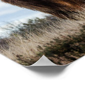 Poster Vache des Highlands écossaise (Coin)
