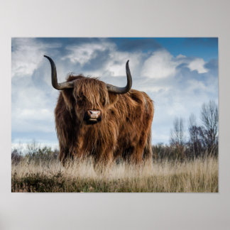 Poster Vache des Highlands écossaise