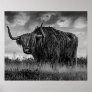 Poster Vache des Highlands Écosse Brun rustique monochrom