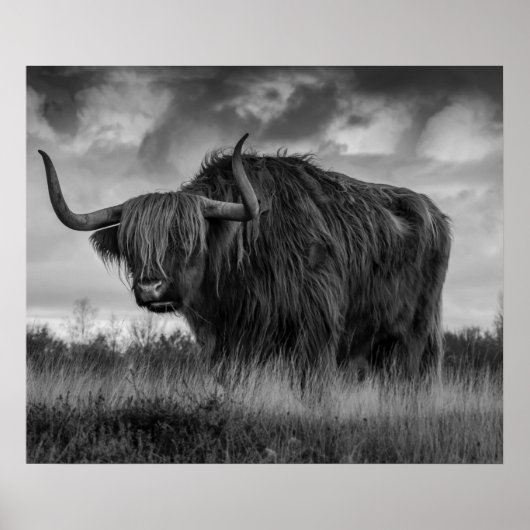 Poster Vache des Highlands Écosse Brun rustique monochrom (Devant)