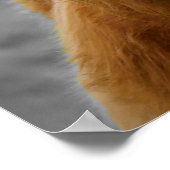 Poster Vache des Highlands Écosse Noir Blanc Rustique (Coin)