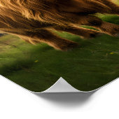 Poster Vache des Highlands Vous Aime (Coin)