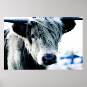 Poster Vache des montagnes