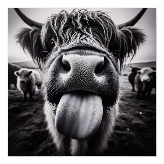 Poster Vache drôle noir et blanc (Devant)