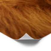 Poster Vache écossaise des Highlands (Coin)