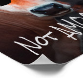 Poster Vache en lunettes de soleil Pas aMOOsed mignon drô (Coin)