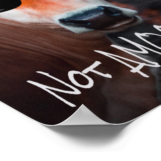 Poster Vache en lunettes de soleil Pas aMOOsed mignon drô (Coin)