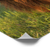 Poster Vache et veau de bison américain, Dakota du Nord (Coin)