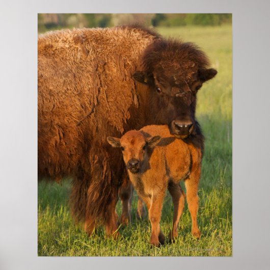 Poster Vache et veau de bison américain, Dakota du Nord (Devant)