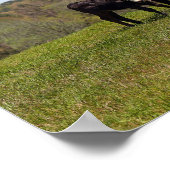 Poster Vache et veau de Mama au Texas Pasture (Coin)