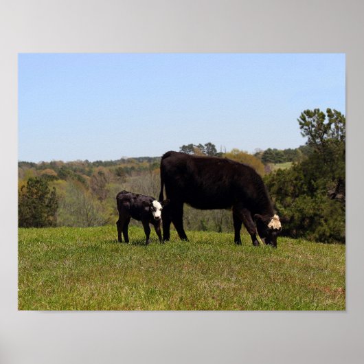 Poster Vache et veau de Mama au Texas Pasture (Devant)