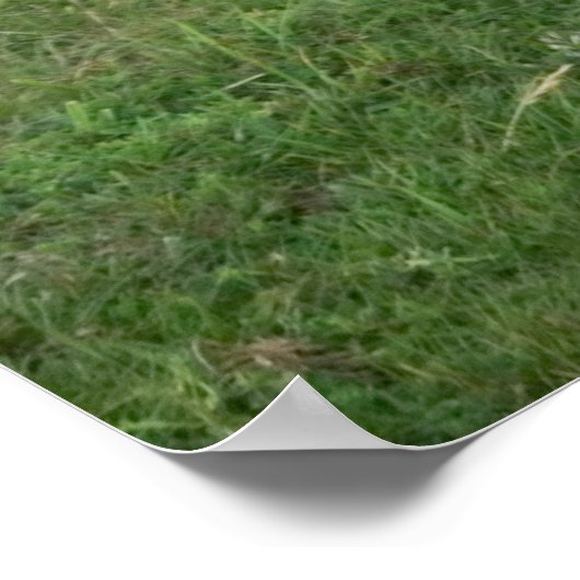 Poster Vache galloway à ceinture (Coin)