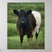 Poster Vache galloway à ceinture (Devant)