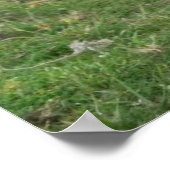 Poster Vache galloway à ceinture (Coin)