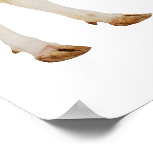 Poster Vache Holstein (Bos taurus) (Coin)