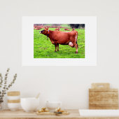 Poster Vache Jersey à Jersey (Cuisine)