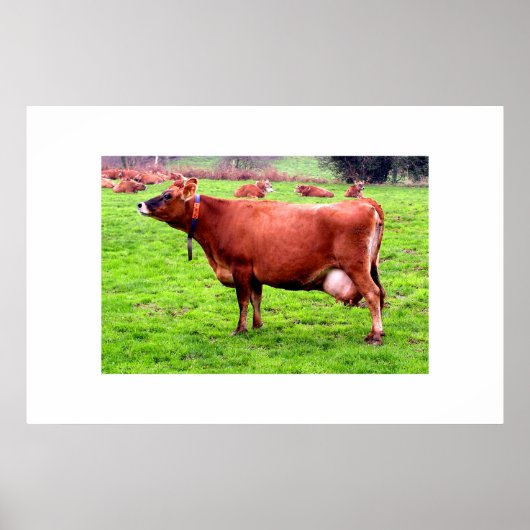 Poster Vache Jersey à Jersey (Devant)
