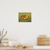 Poster Vache Jersey à Jersey (Cuisine)