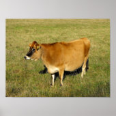 Poster Vache Jersey à Jersey (Devant)