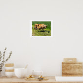Poster Vache Jersey à Jersey Channel Islands (Cuisine)