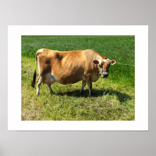 Poster Vache Jersey à Jersey Channel Islands (Devant)