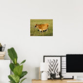 Poster Vache jersiaise à Jersey (Bureau à domicile)