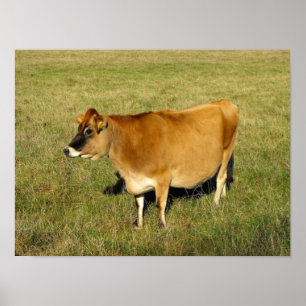 Poster Vache jersiaise à Jersey