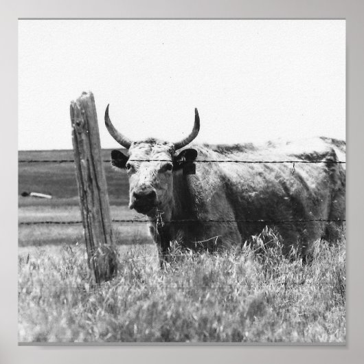 Poster Vache photo noire et blanche (Devant)