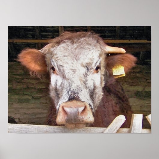 POSTER VACHES (Devant)