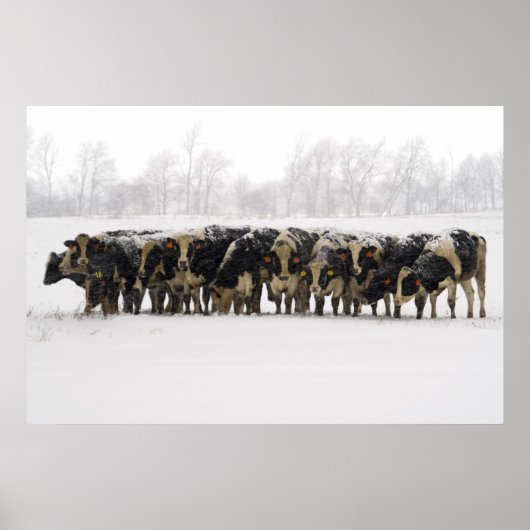 Poster Vaches (Devant)