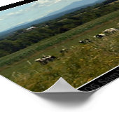 Poster Vaches (Coin)