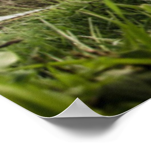 Poster Vaches (Coin)