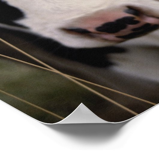 Poster Vaches 3 (Coin)