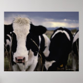 Poster Vaches 3 (Devant)