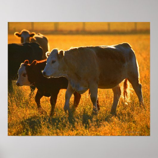 Poster Vaches au pâturage 2 (Devant)