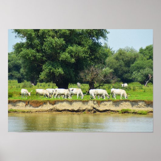 Poster Vaches blanches et rivière Danube (Devant)