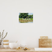 Poster Vaches blanches et rivière Danube (Cuisine)