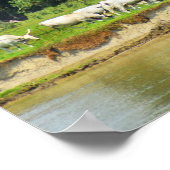Poster Vaches blanches et rivière Danube (Coin)