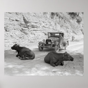 Poster Vaches bloquant la route, 1940. Photo vintage