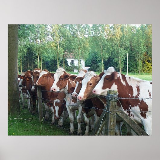 Poster Vaches curieuses (Devant)